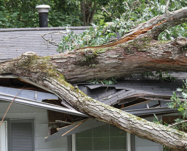 Emergency Restoration Damage Roof Tree