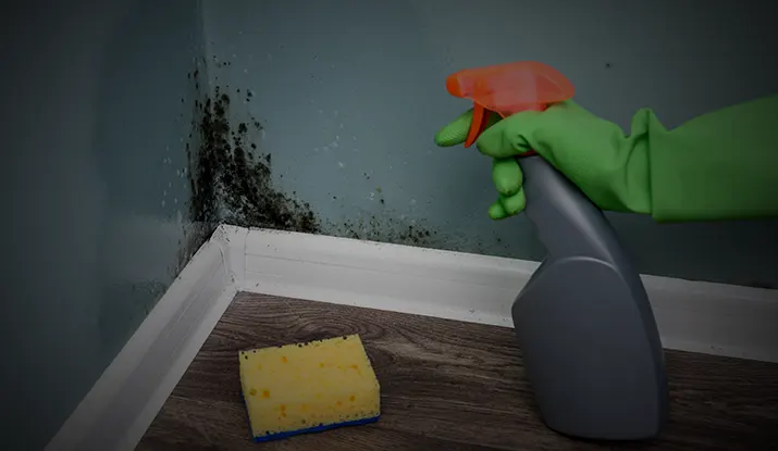 Prevent Mold in your Home Alachua County, Gainesville, and Lake City, Florida